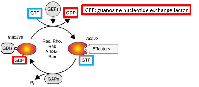 <p>how does a cell look in which the GAP of Rho is mutated so that it cannot function </p>