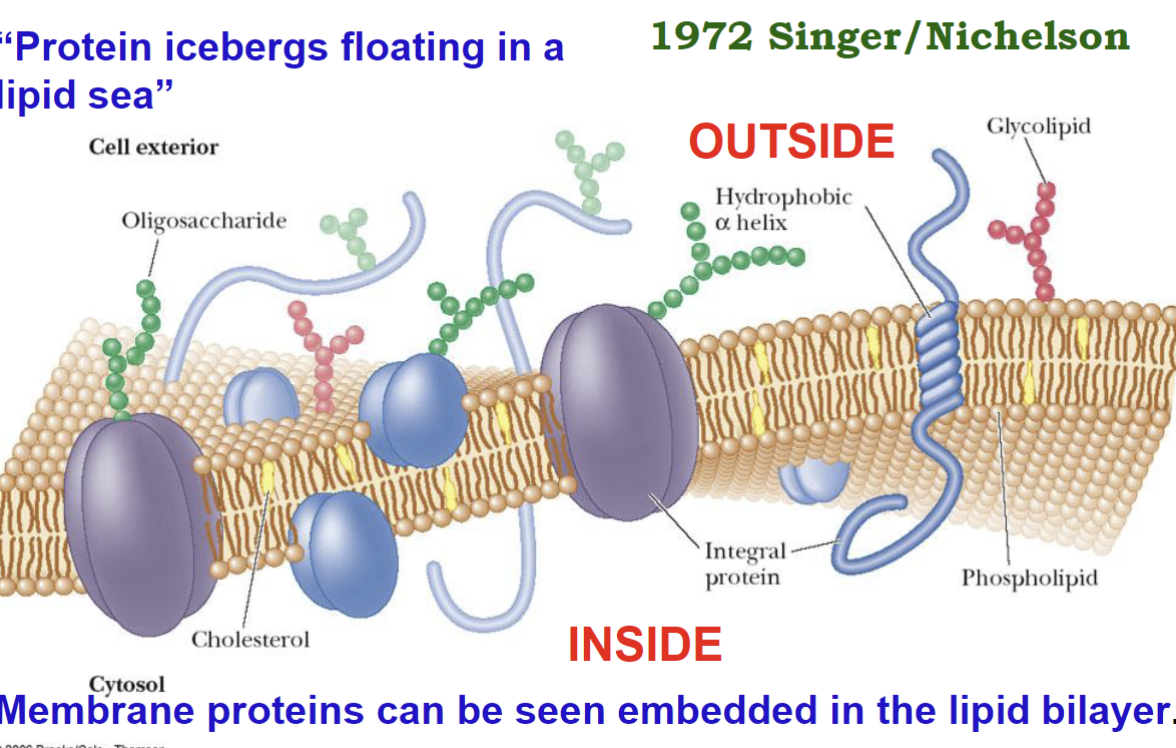 <p>Fluid: lateral motion of components in the membrane; Ex. proteins “float” in the membrane and can move along the plane </p><p>Mosaic: components in the membrane exist side-by-side as separate entities</p><ul><li><p>the lipid bilayer with proteins glycolipids, &amp; steroids (e.g. cholesterol) embedded in it</p></li><li><p>no complexes formed</p></li></ul><p></p>