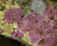 <p>secrete CaCO3 skeleton (CO2 sink); important reef builders; creates crustose that stabilizes reef material</p>