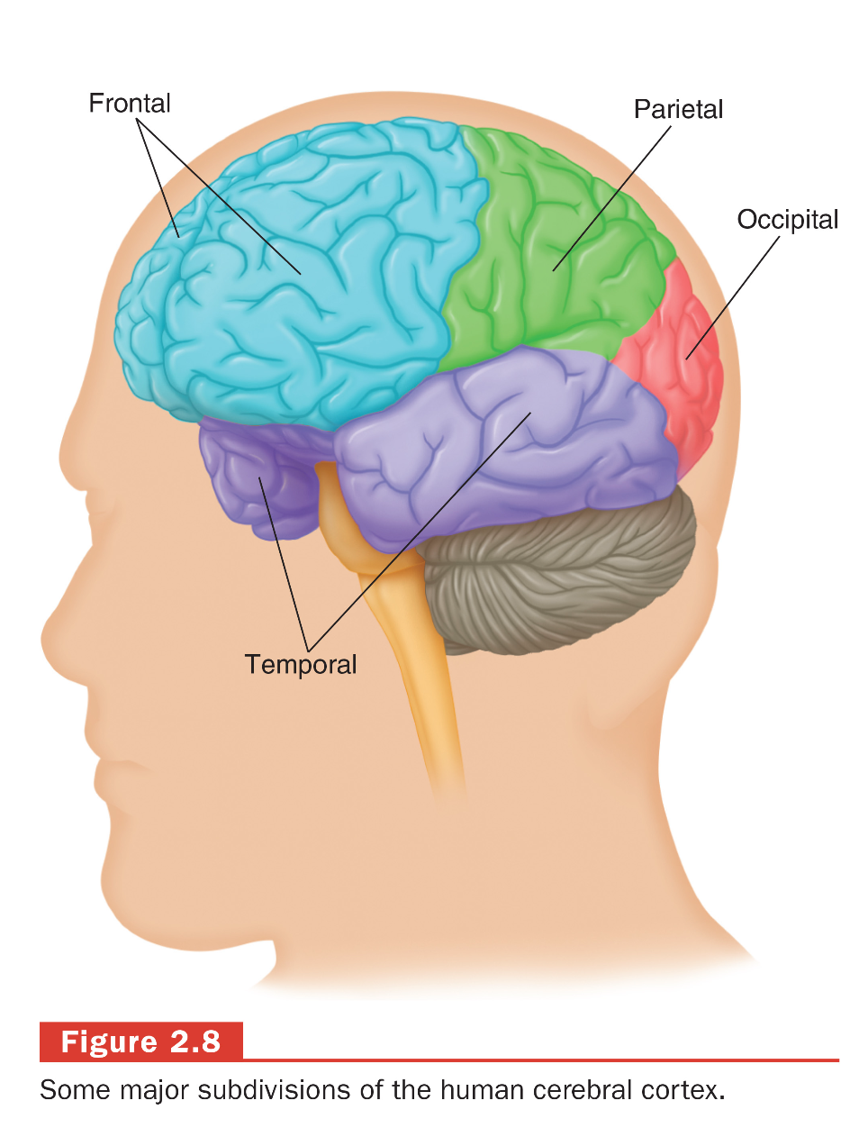 <p>The occipital lobe is responsible for visual processing and interpreting visual stimuli.</p>