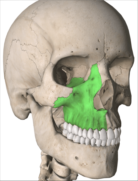 <p>identify this bone </p>