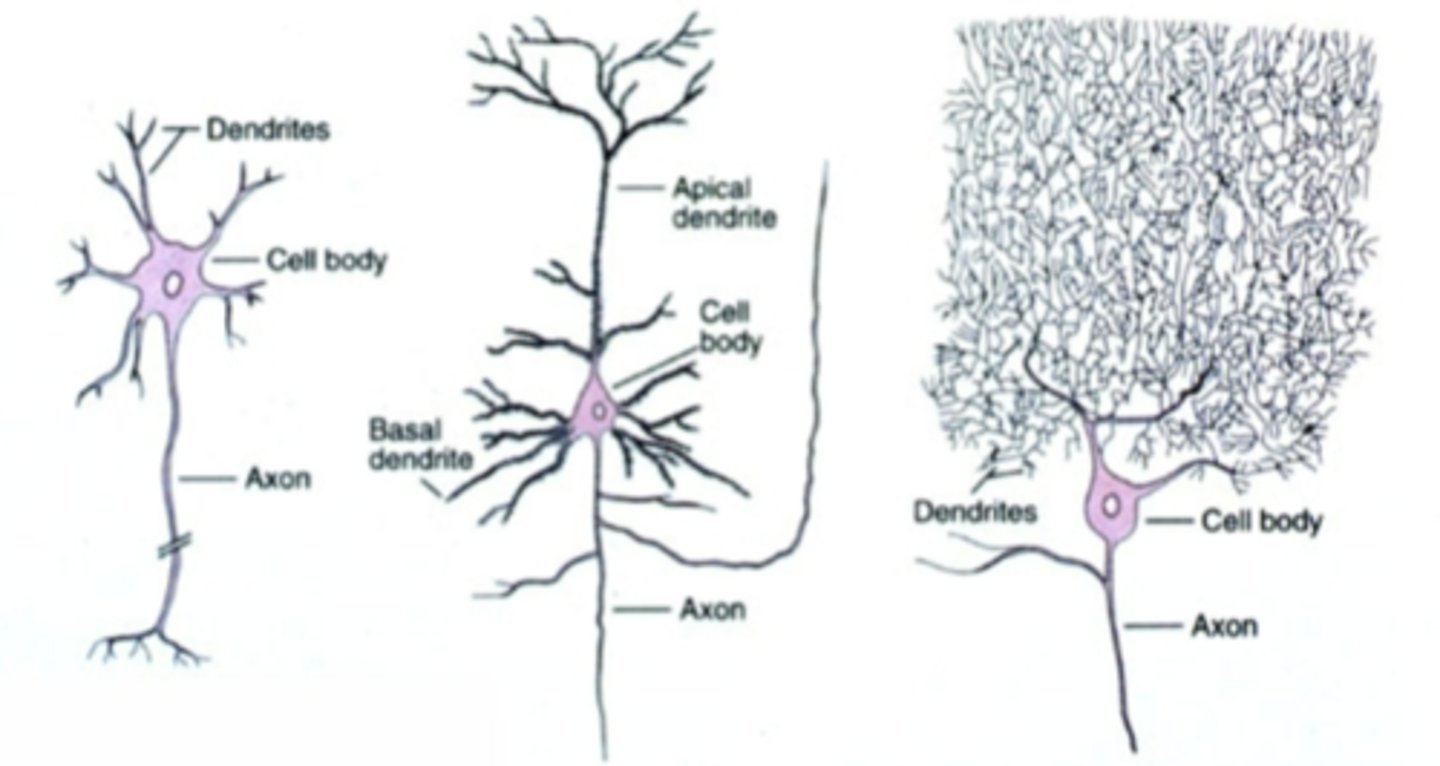 <p>multipolar cells (which means multiple dendritic processes)...... motor neuron of spinal cord, pyramidal cell of the hippocampus, purkinje cell of cerebellum</p>