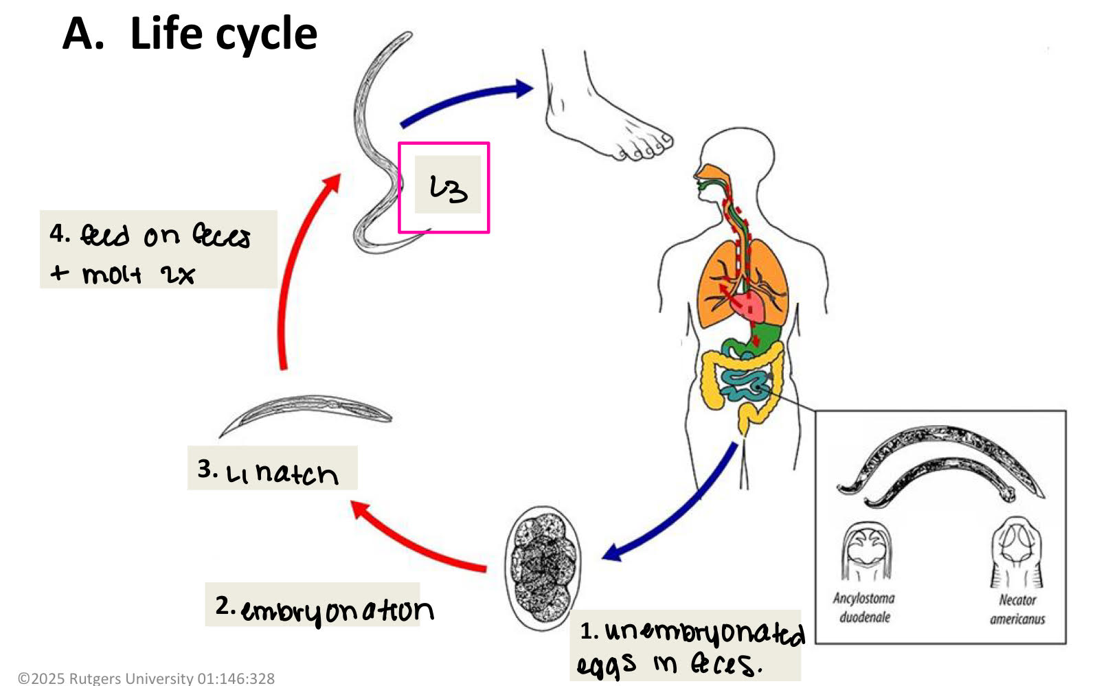 <ol><li><p>unembryonated eggs in feces</p></li><li><p>embryonation </p></li><li><p>L1 hatch </p></li><li><p>feed on feces + molt 2x </p></li><li><p>L3 (penetrates your foot) </p></li><li><p>L3 enters circulation </p></li><li><p>migrate to lungs </p></li><li><p>molt to L4</p></li><li><p>L4 coughed up + swallowed </p></li><li><p>molt → adult → live in SI</p><ul><li><p>2 species:</p><ol><li><p>ancylostoma duodenale </p></li><li><p>necator americanus </p></li></ol></li></ul></li></ol><p></p>