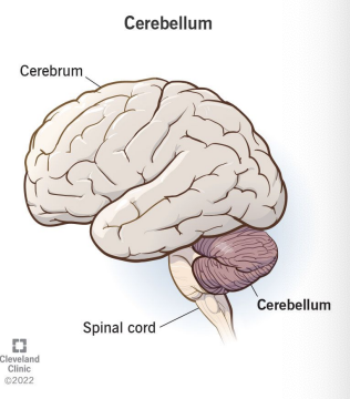 <p>Cerebellum</p>