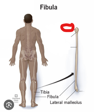 <p>Origin: soleus (posterior of head &amp; superior quarter of posterior of fibula;partial)</p><p class="has-focus">Insertion: biceps femoris (short &amp; long heads; lateral side of head of fibula)</p>