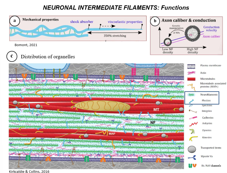 <p>What are the FUNCTIONS of neurofilaments?</p>