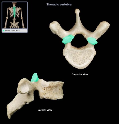 <p>superior; articulates with vertebra above it</p>