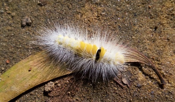 <p>What structure is covering this insect?</p>