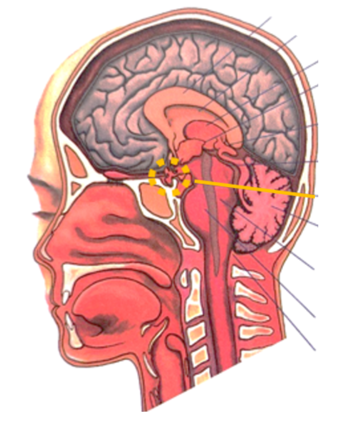 <p>De hypofyse <strong>ontvangt de "opdrachten" van de hypothalamus</strong> en <strong>scheidt hormonen af in de bloedbaan</strong>. Haar <strong>doel is om homeostase in het lichaam te herstellen</strong> of <strong>andere hormoonklieren aan het werk te zette</strong>n. Sommige van die hormonen die door de hypofyse geproduceerd worden hebben een <strong>direct effect</strong>. De meeste hormonen werken <strong>indirect </strong>omdat ze de <strong>aanmaak en secretie van hormonen in andere klieren stimuleren of onderdrukken</strong>.</p>
