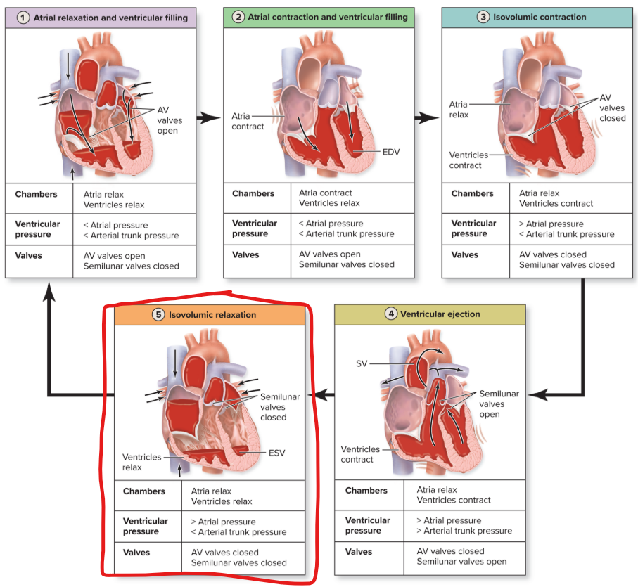 <ul><li><p><strong>Ventricles relax</strong> and start to <strong>expand</strong>, <strong>lowering pressure</strong></p></li><li><p><strong>Arterial pressure greater</strong> than ventricular pressure </p></li><li><p>By sliding back toward ventricles, <strong>blood closes semilunar valves</strong></p></li><li><p><strong>AV valves</strong> remain <strong>closed</strong></p></li><li><p>When<strong> all valves are closed</strong>, <strong>blood neither enters nor leaves</strong> and the time is called “<strong>isovolumic</strong>”</p></li></ul><p></p>