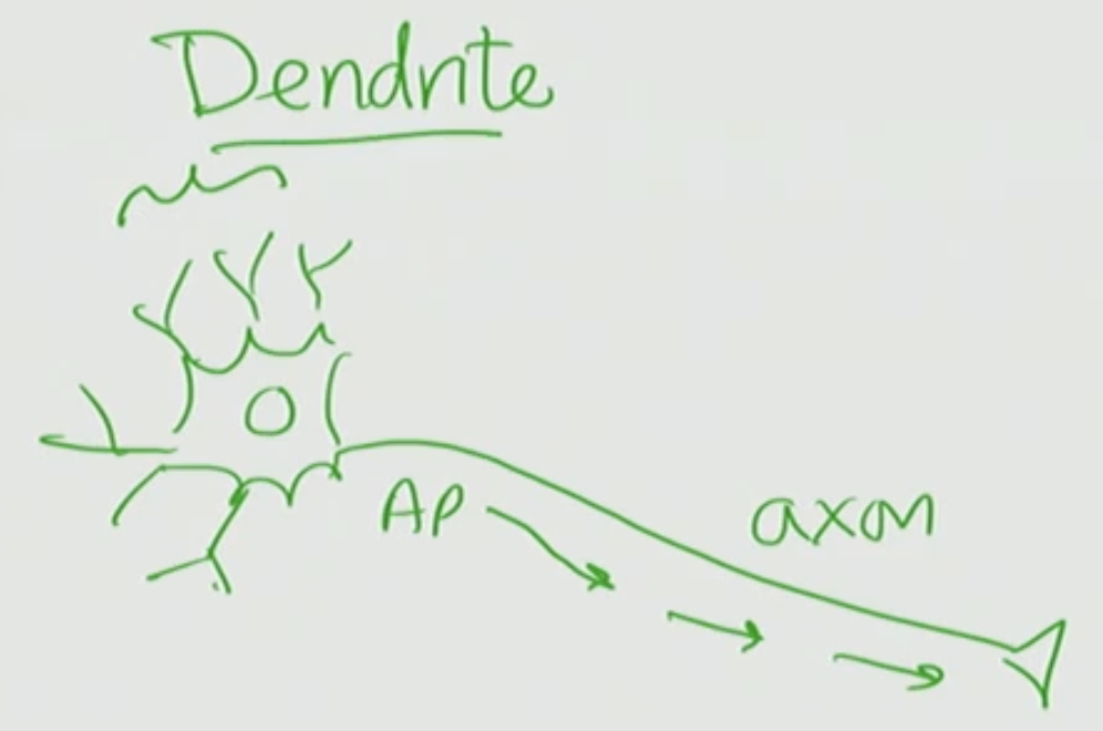 <p>Dendrites</p>