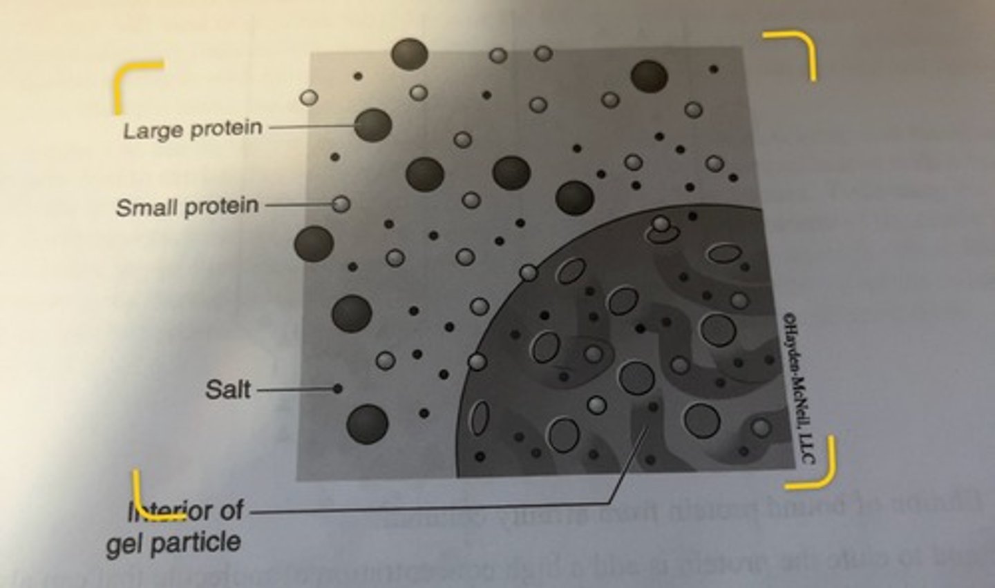 <p>may not be able to enter the bead because they are too big to fit which means they remain in the mobile phase moving throughout the column.</p>