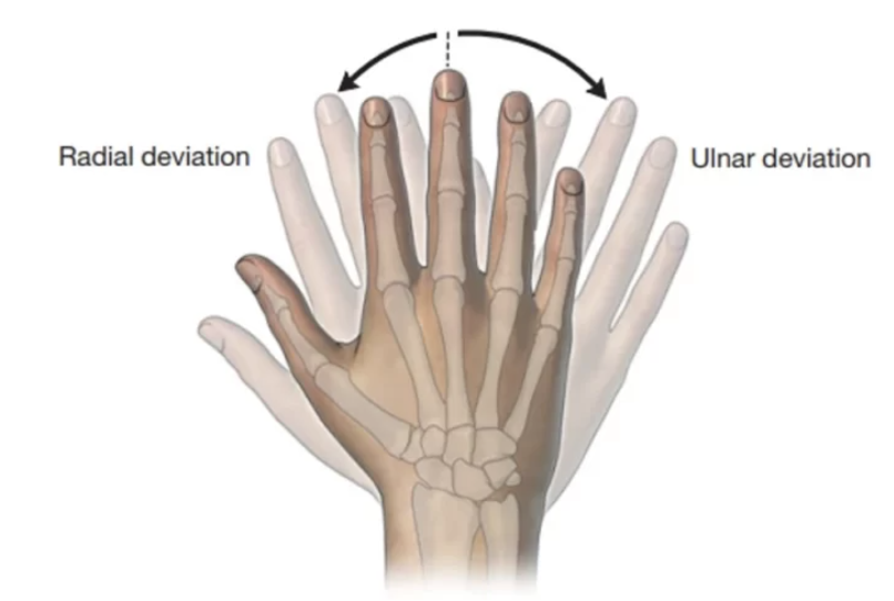 <p>bending the wrist toward the radius</p>