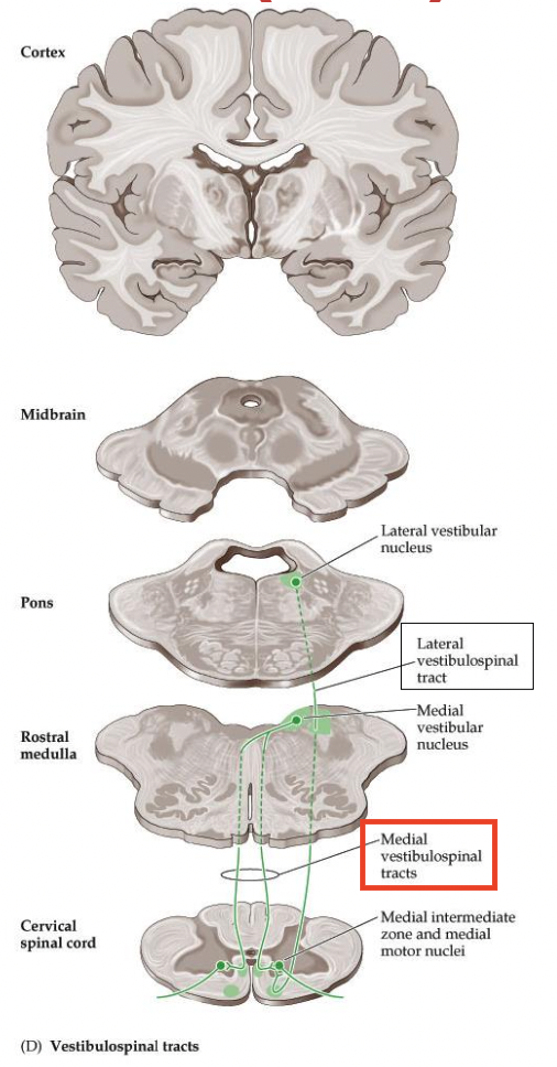 <p>Where does the <em><u>MEDIAL vestibulospinal tract (VST)</u></em> originate in the medulla? Does it descend ipsilaterally or contralaterally?</p>