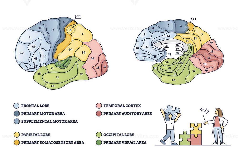 mapping of regions of the cerebral cortex based on microscopic anatomy that relates specific areas to functional differences, as described by Brodmann in the early 1900s