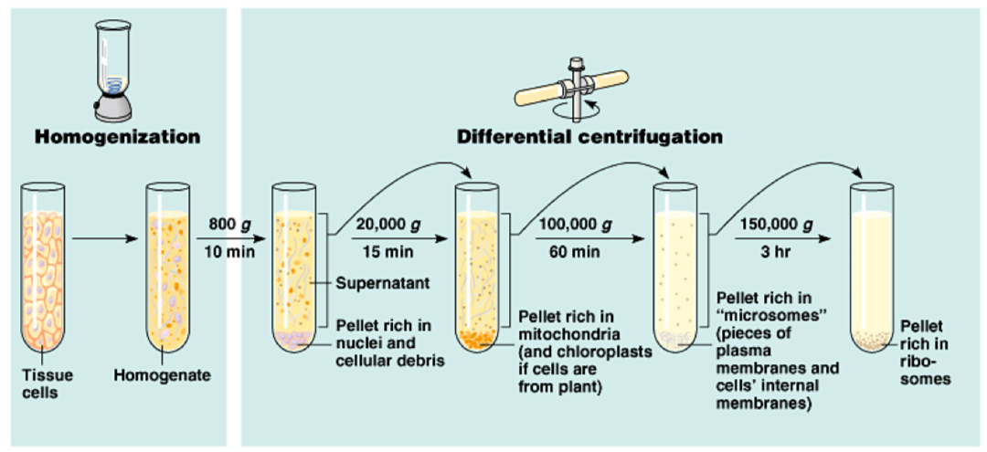 <p>Process of homogenation?</p>