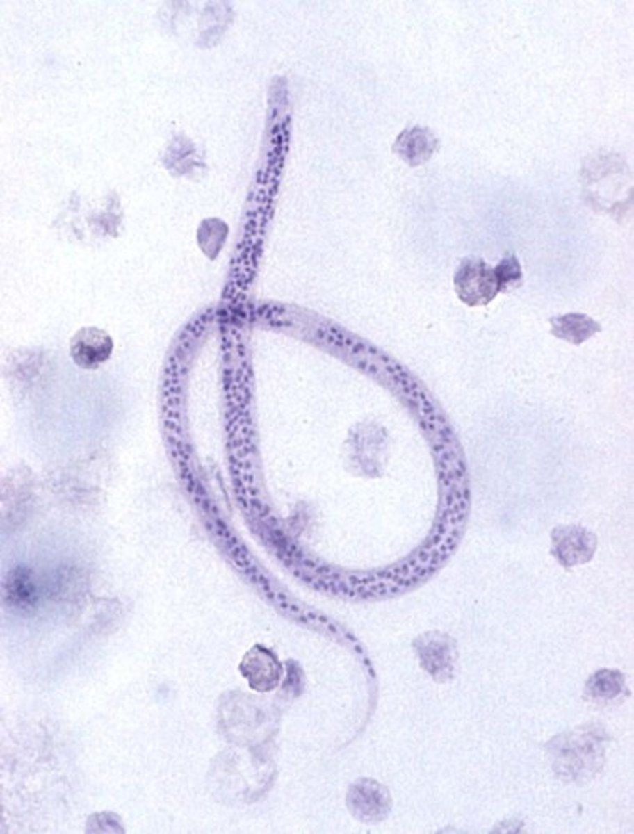 <p>infection of the blood and tissues of healthy individuals by worm embryos or filariae</p>