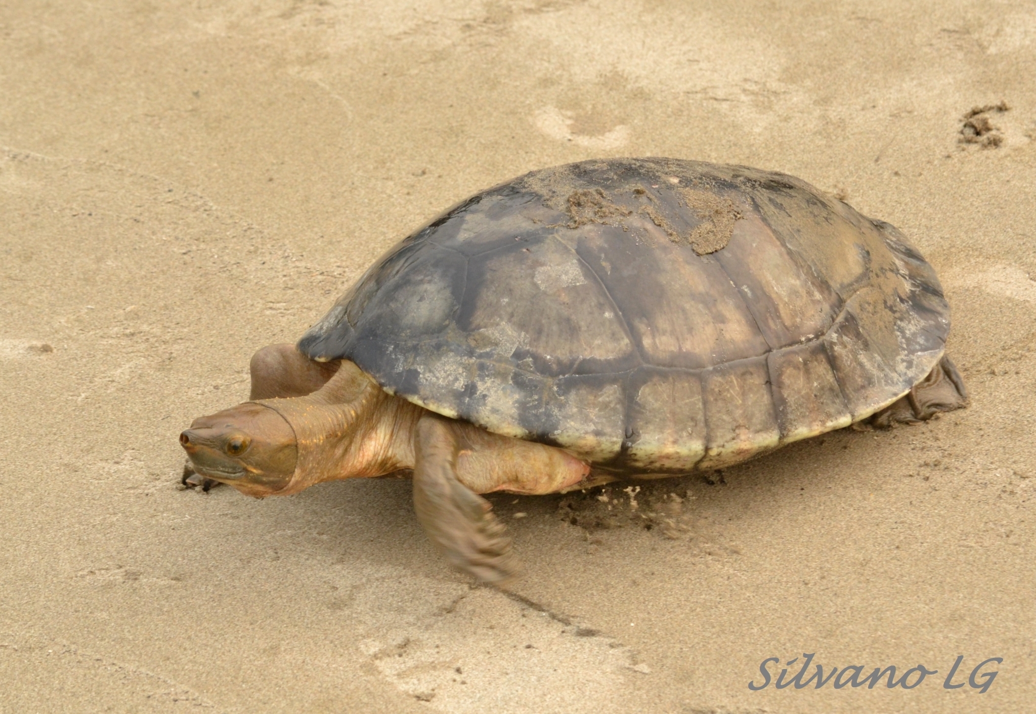 <p>Dermatemydidae</p>