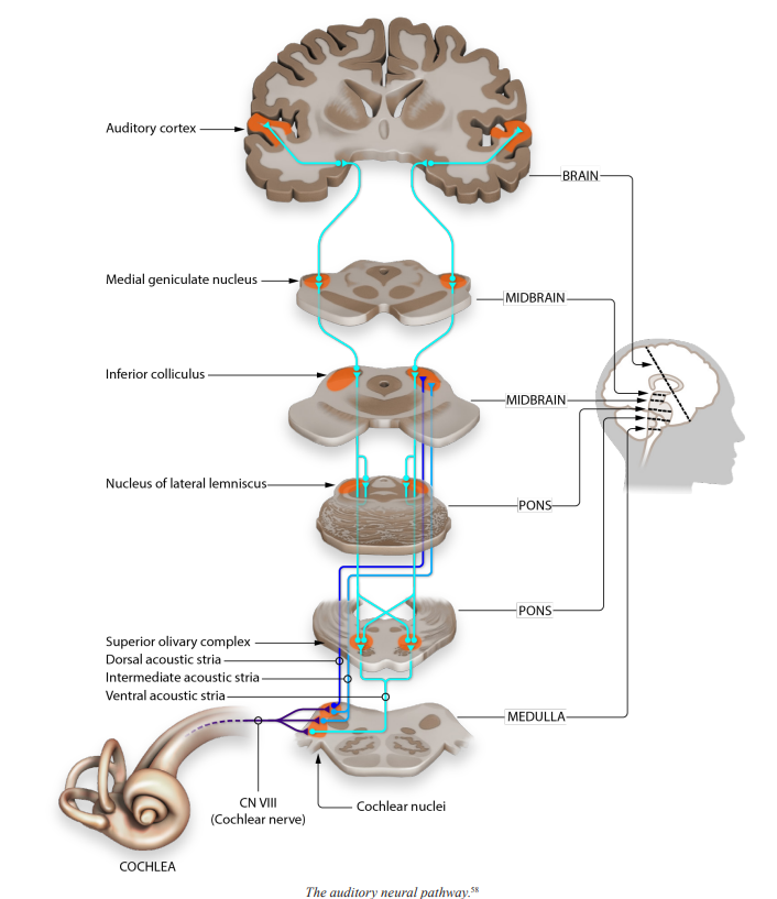 <p>Medial Geniculate Nucleus (MGN)</p>