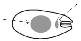<p>What tryponosome cell form is this?</p>
