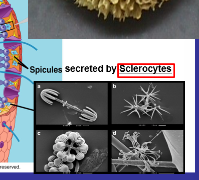 <p>sclerocytes</p>