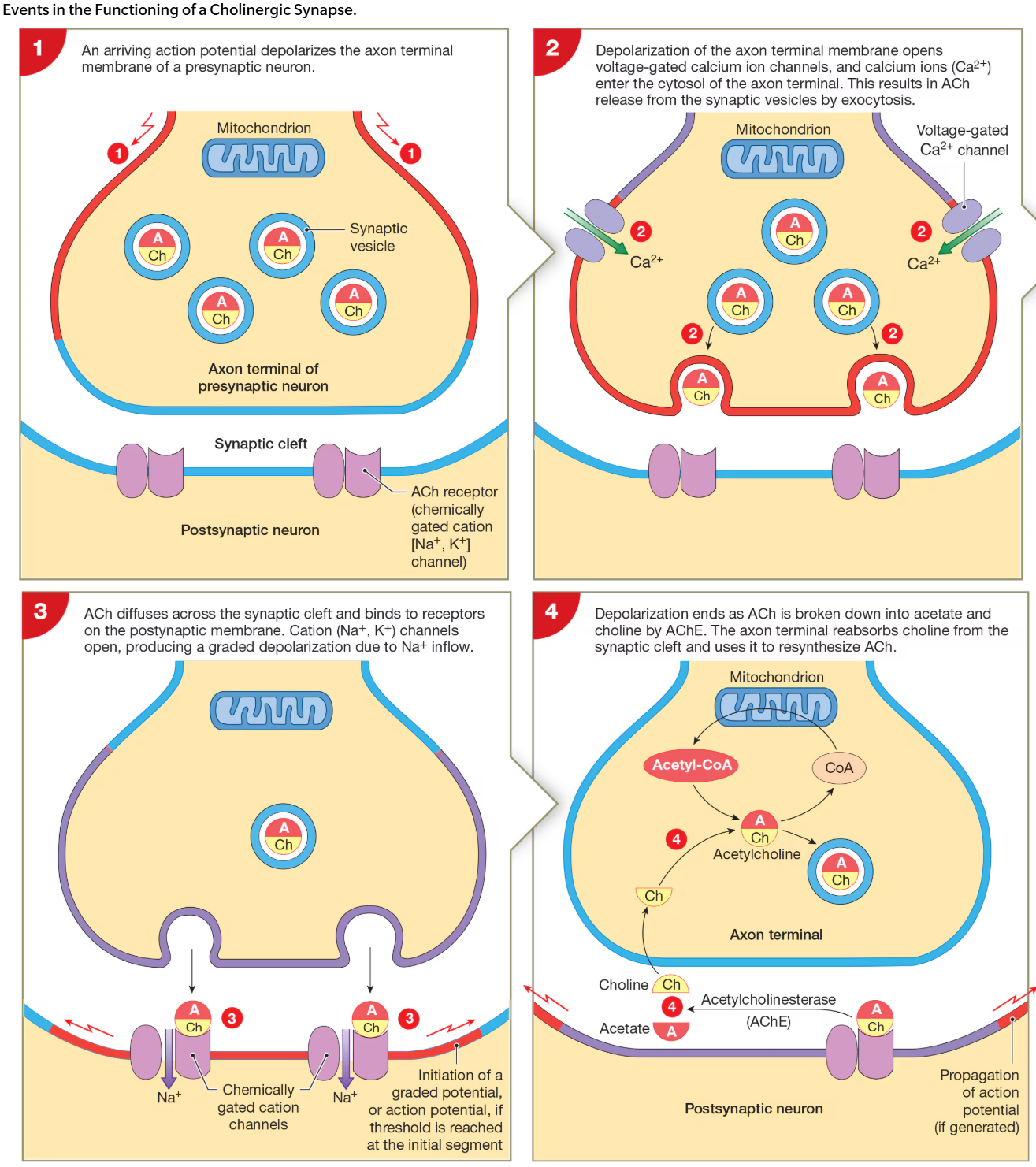 <p>1) action potential arrives at axon terminal &amp; depolarizes membrane</p><p>2) voltage-gated Ca2+ channels open in terminal &amp; Ca2+ flow into terminal</p><p>3) increase in extracellular Ca2+ trigger fusion of synaptic vesicles w presynaptic membrane</p><p>4) synapse releases NT, ACh</p><ul><li><p>e.g., all synpases involving skeletal muscles &amp; may CNS synapses</p></li></ul><p>5) ACh binds to AChRs on postsynaptic membrane &amp; depolarizes membrane</p><p>6) ACh is metabolized by acetylecholiinesterase (AChE), which is found in high conc in synaptic cleft</p><p>7) AChE metabolizes ACh into acetate &amp; choline</p><p>8) transporter proteins bring choline back into terminal to allow for synthesis of ACh</p>