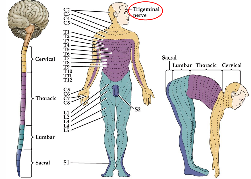 <p><span>Where spinal nerves project to</span></p>