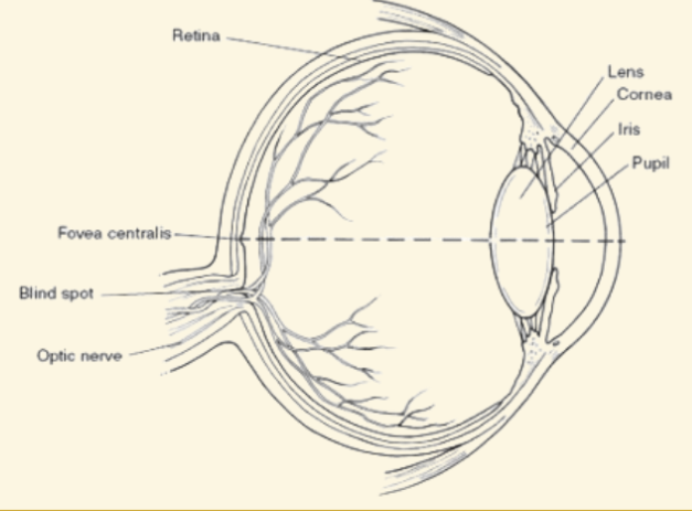 <p>Fovea</p>