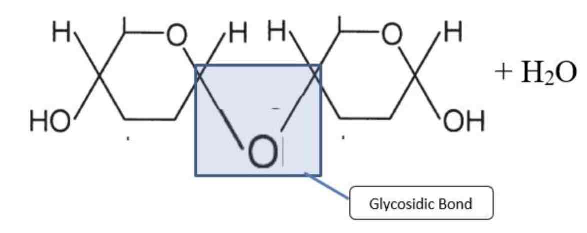 <p>Bond formed between monosaccharides and in condensation reaction</p>