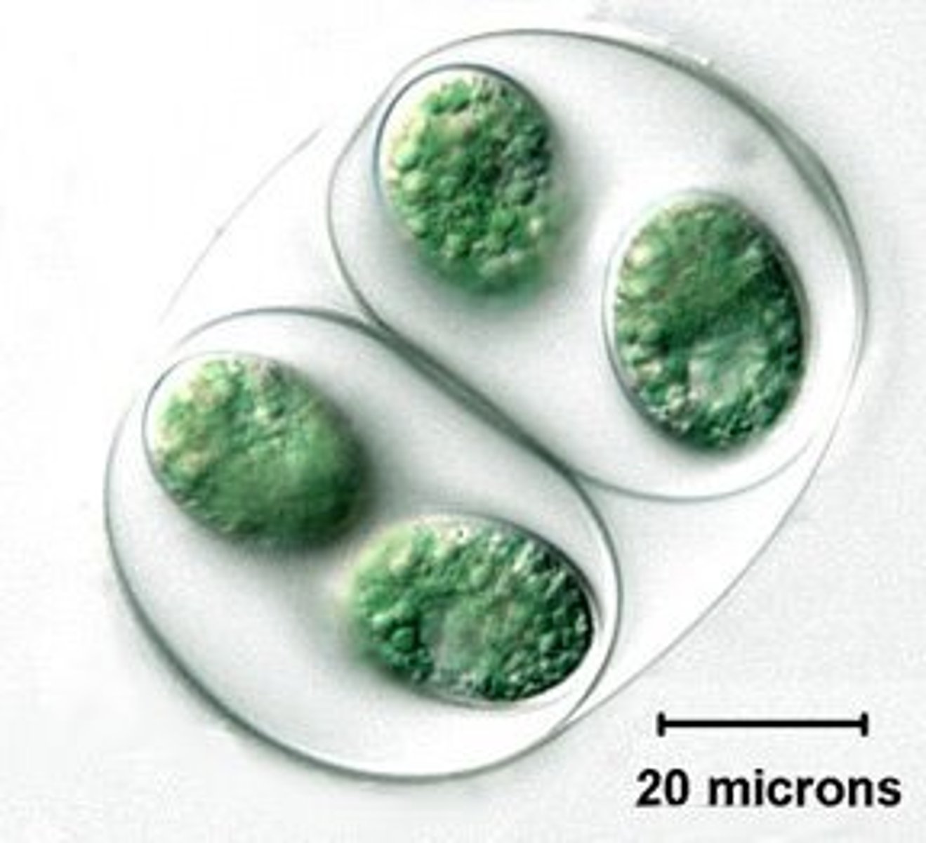 <p>organism is made up of many cells</p>