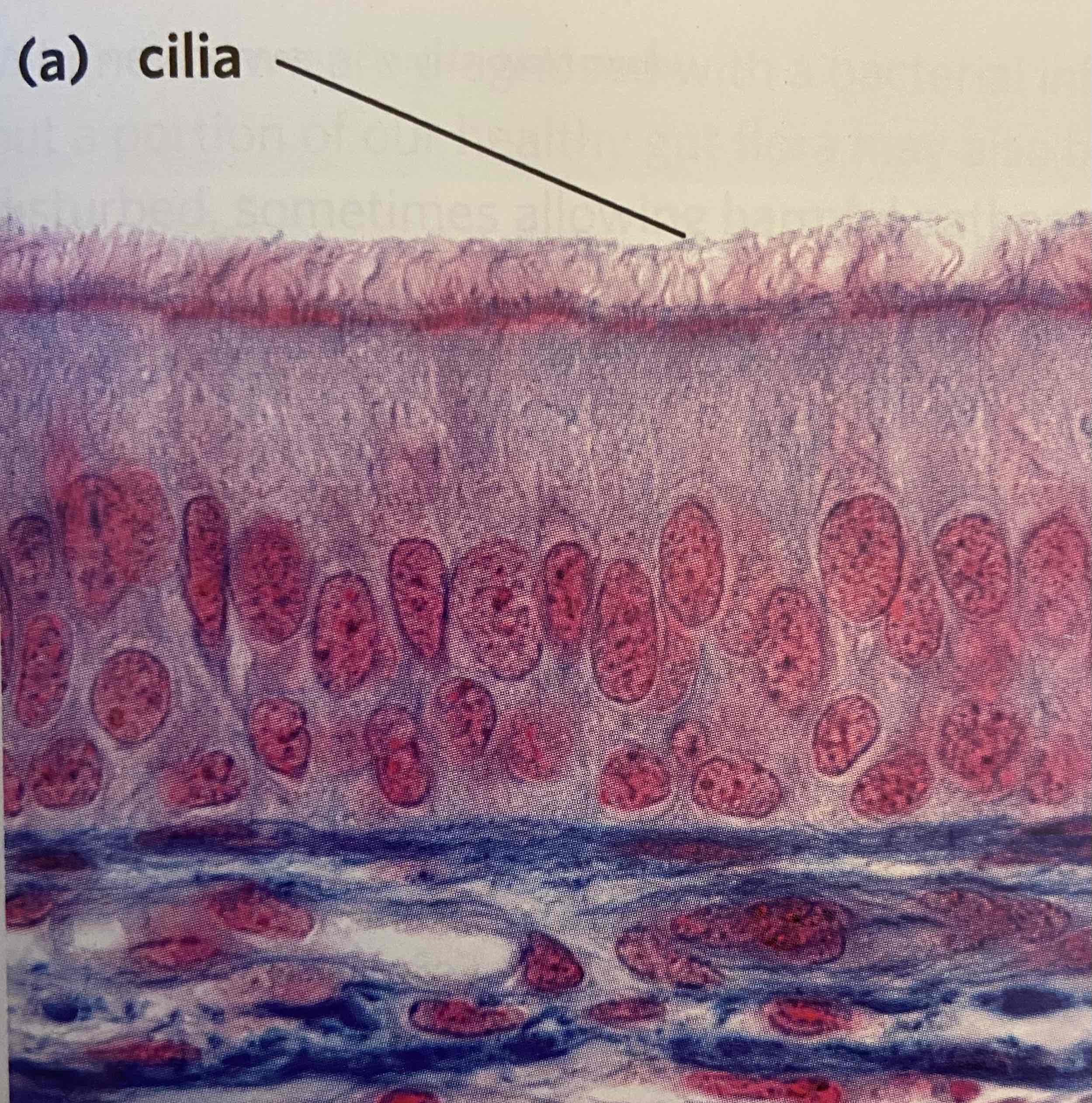 <p>Cilium (pl. cilia)</p>