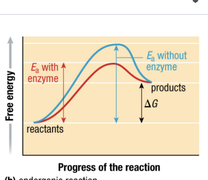 <p>what type of reaction</p>