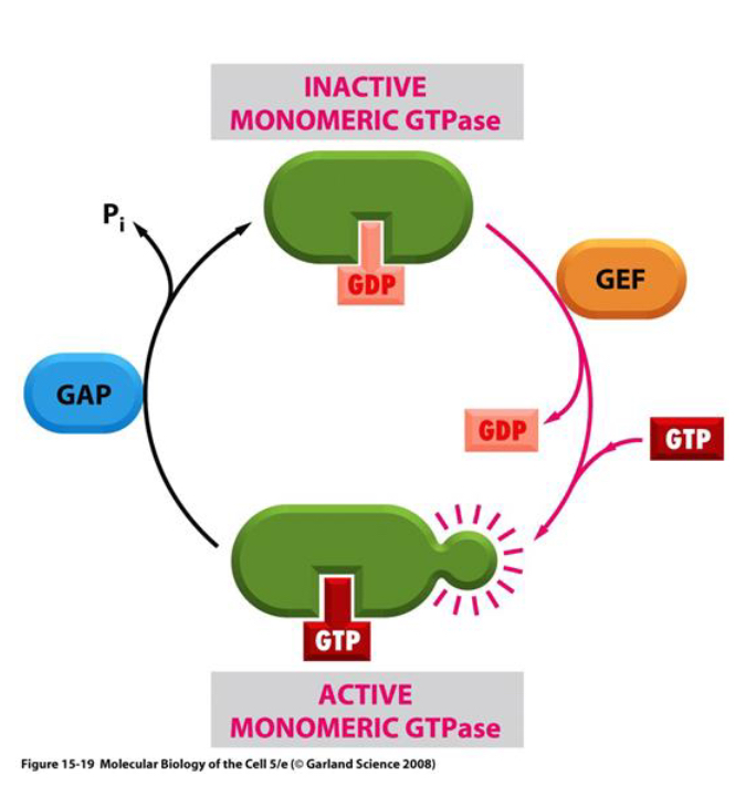 <p>Monomeric G protein activation</p>