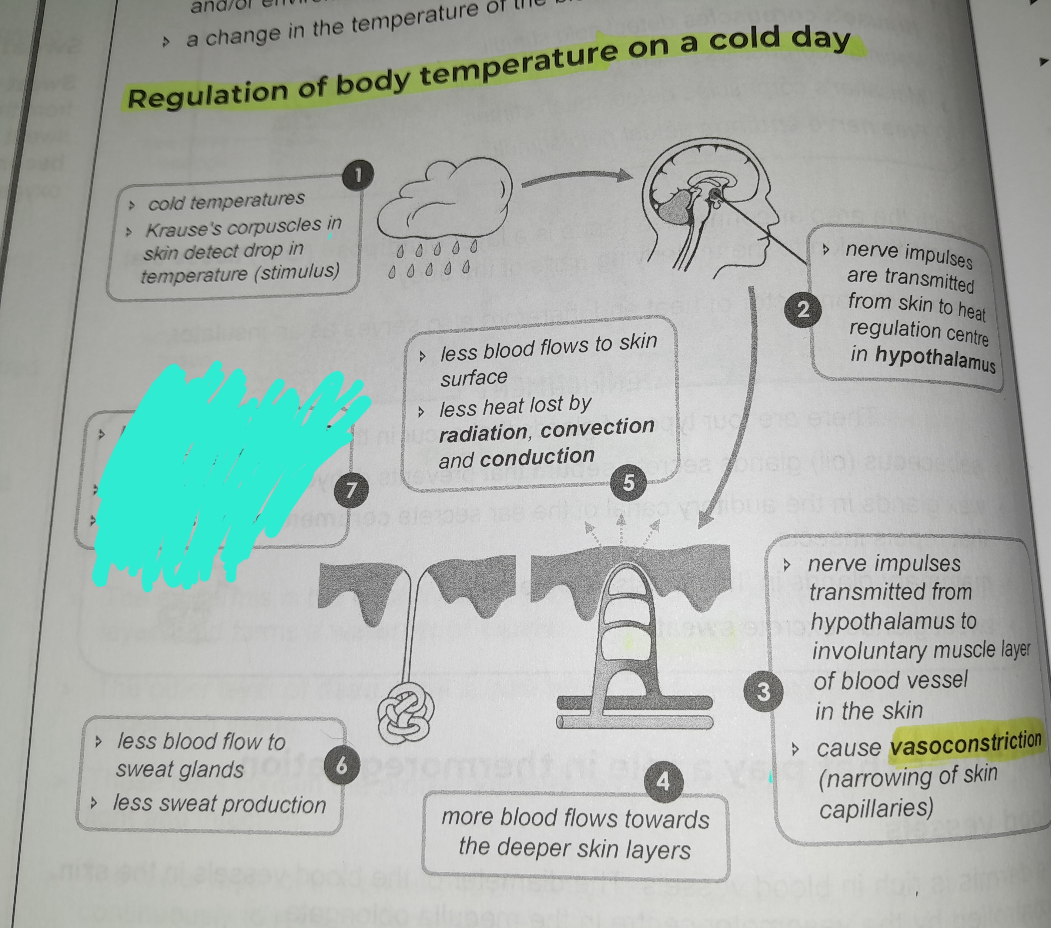 term image