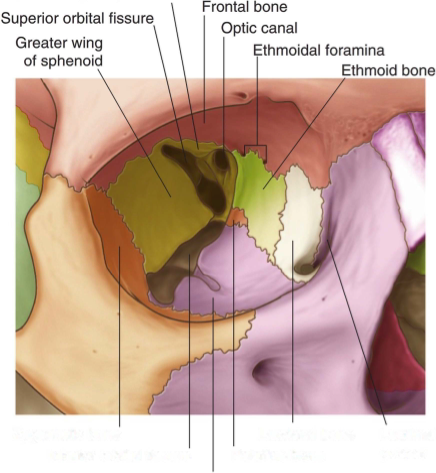 <p><strong><span style="font-family: Arial">Base</span></strong><span style="font-family: Arial"> – outlined by the orbital margin and surrounds the orbital opening</span></p><p><strong><span style="font-family: Arial">Superior wall </span></strong><span style="font-family: Arial">– Frontal bone and lesser wing of sphenoid</span></p><p><strong><span style="font-family: Arial">Medial wall </span></strong><span style="font-family: Arial">– ethmoid, maxilla, lacrimal and sphenoid bones</span></p><p><strong><span style="font-family: Arial">Inferior wall </span></strong><span style="font-family: Arial">– (floor) maxilla, palatine and zygomatic bones</span></p><p><strong><span style="font-family: Arial">Lateral wall </span></strong><span style="font-family: Arial">– formed by frontal process of zygomatic bone and greater wing of sphenoid.</span></p><p><strong><span style="font-family: Arial">Apex</span></strong><span style="font-family: Arial"> – at the optic canal in lesser wing of sphenoid</span></p>