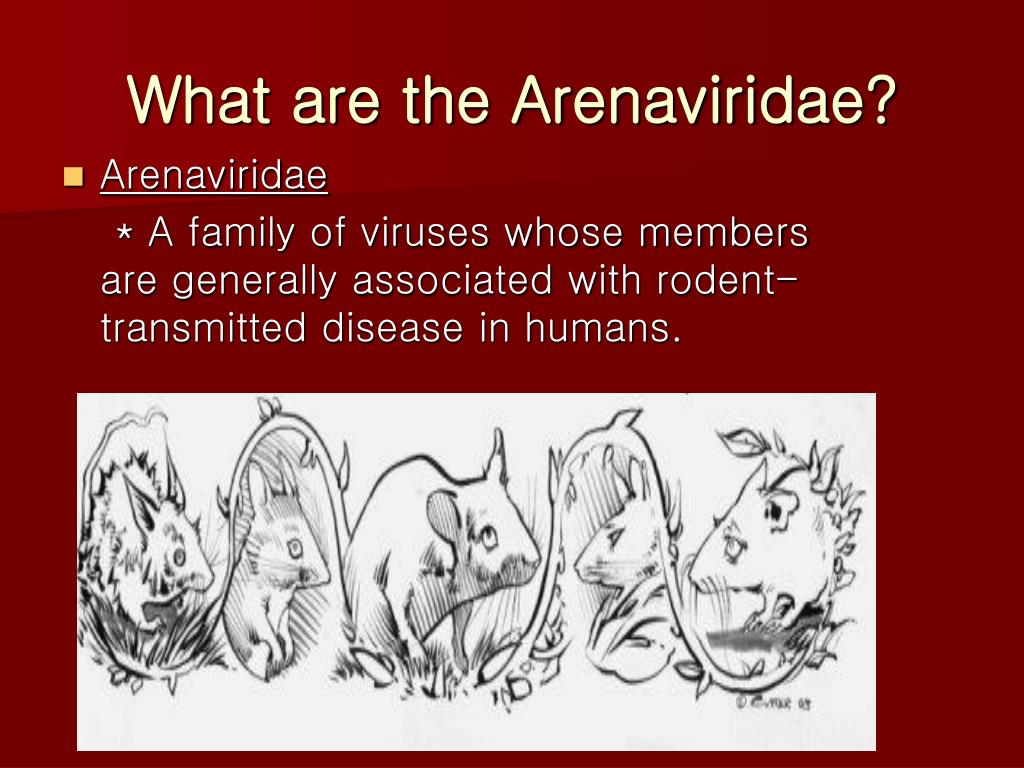 <p>What affects the <strong>geographic distribution</strong> of <strong>Arenaviridae </strong>diseases?</p>