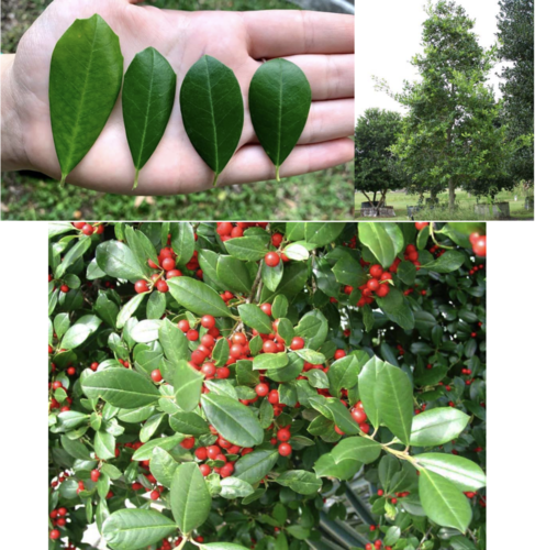 knowt flashcard image