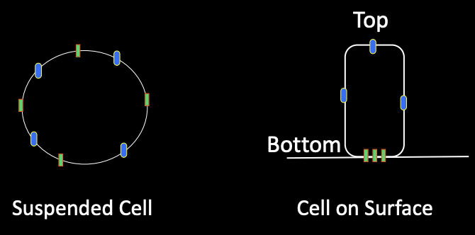 <p>-A simple example of how cells with the same genes can display different behaviors depending on their environment</p><p>-signal changes protein that changed shape</p><p>-Signal transduction, new interactions of existing proteins, perhaps changes in gene expression and use of the new proteins</p>