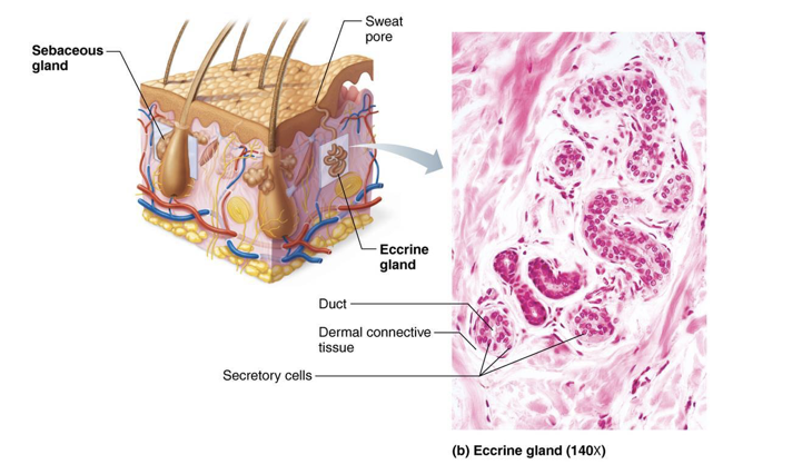 <p>Eccrine Sweat Glands </p>