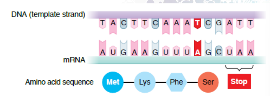 <ul><li><p>when the change of a single base pair causes the substitution of a different amino acid in the resulting protein</p></li></ul><p></p>