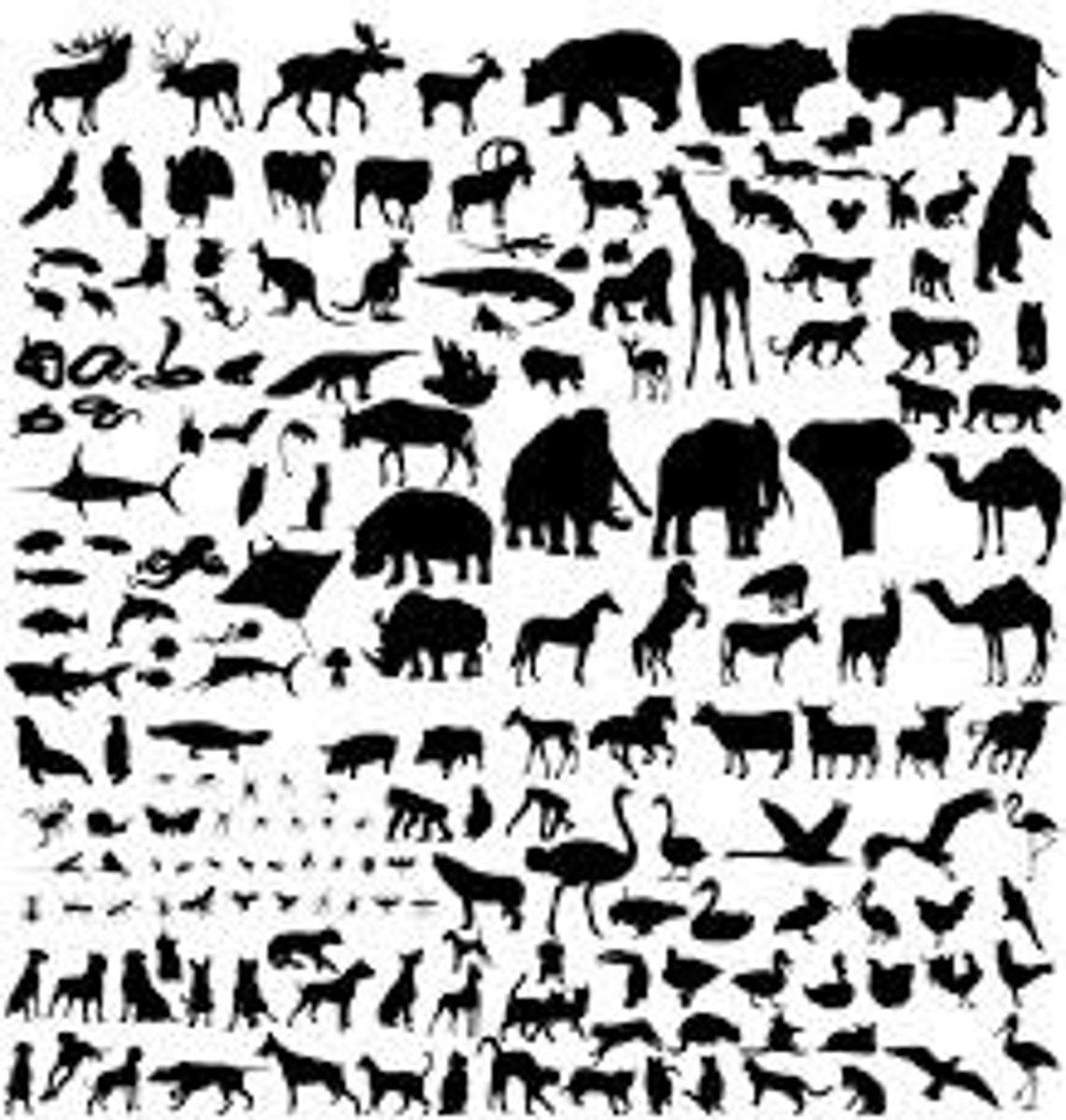 <p>species</p>