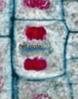 <p>Cell plate</p>