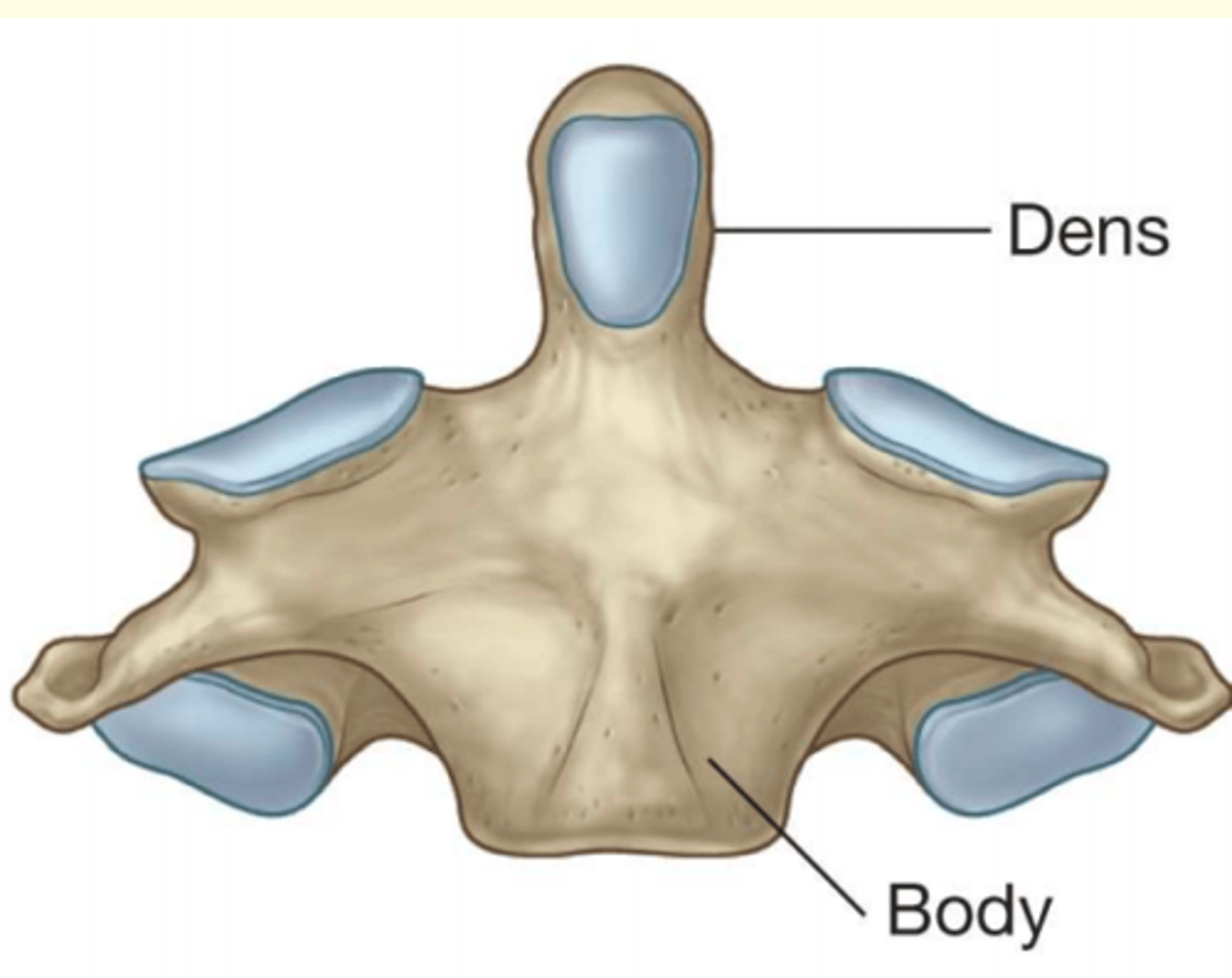 <p>Odontoid process (Dens)</p>