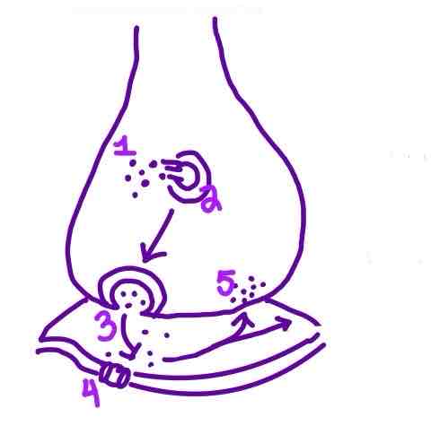 <p><span>Step 4 of Neurotransmission on the diagram is ______</span></p>