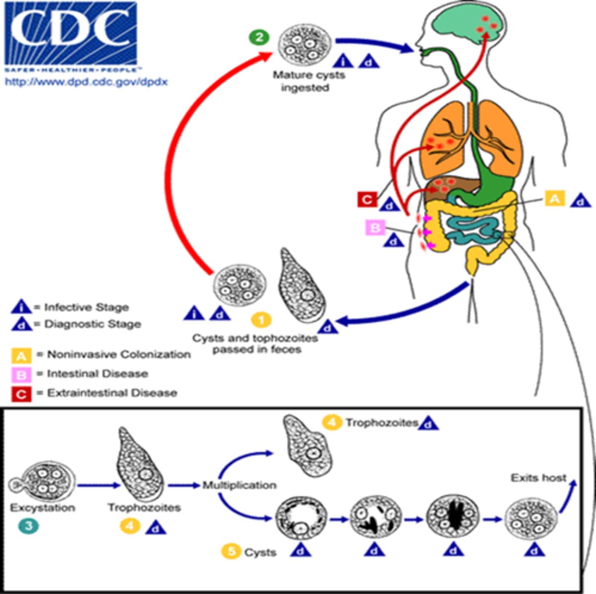 <p>1) Ingestion (infective stage): Humans ingest mature cysts in contaminated water/food or hands</p><p>2) Excystation: In the small intestine the cyst wall breaks (excystation) releasing small trophozoites that then migrate to the large intestine.</p><p>3) Trophozoites multiply and can invade (diagnostic stage also): In the colon, trophozoites multiply by binary fission and feed on bacteria/mucus.</p><p>Some remain on the mucosal surface.</p><p>Others invade the intestinal wall, creating flask-shaped ulcers, and may enter the bloodstream to reach the liver (most common), lungs, or brain. </p><p>4) Encystation and shedding (diagnostic stage): In the colon, some trophozoites encyst, forming new mature cysts that are excreted in feces.</p>