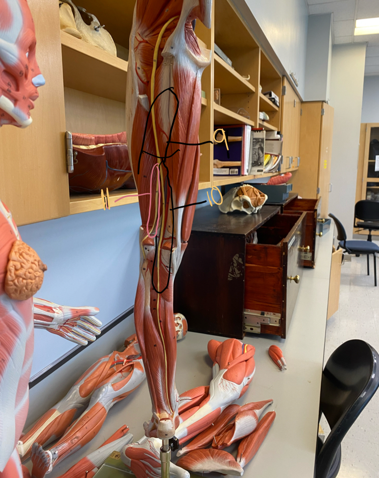 <p>sacral plexus 9</p>