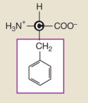 <p>Phenylalanine (Nonpolar hydrophobic side chains)</p>