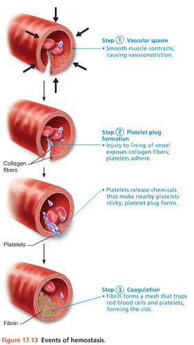 process of stopping blood flow, 3 major phases:
1. platelet plug formation
2. vascular spasms
3. coagulation (blood clotting), takes 3 - 6 min