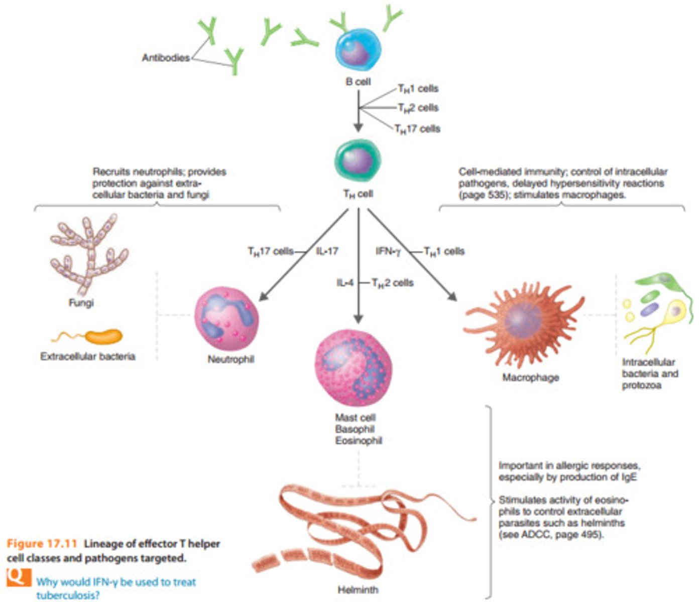 <p>Th cells that recruit neutrophils</p>