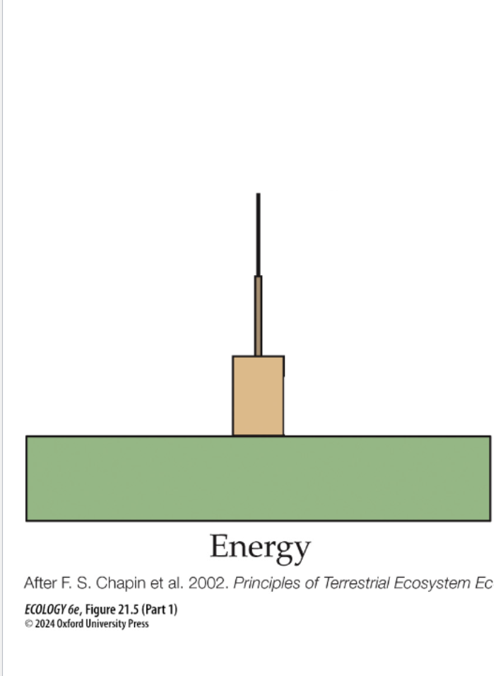 <p>What 4 main factors determine the amount of energy that flows from one trophic level to the next?</p>